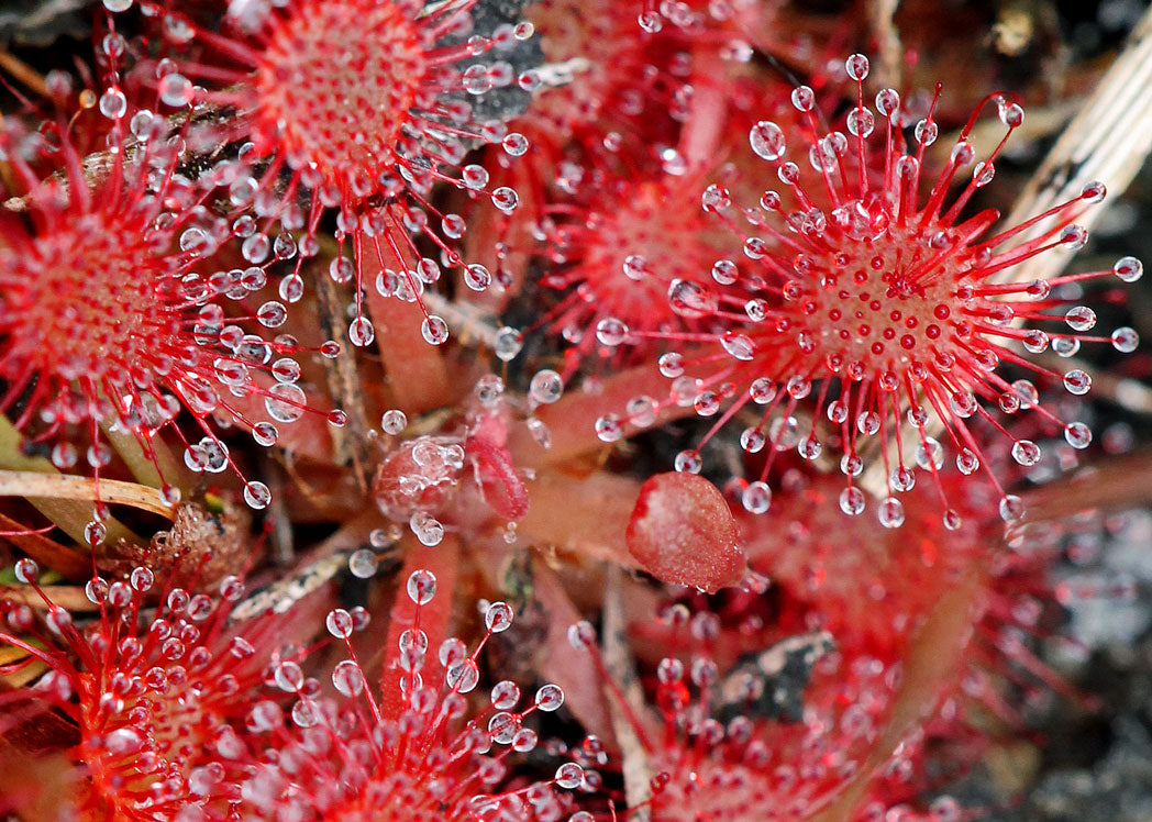 Rosa Drosera Sundew Blumensamen zur Aussaat – leuchtend Blüten – Traditionssorte & ohne Gentechnik Samen Hausgarten