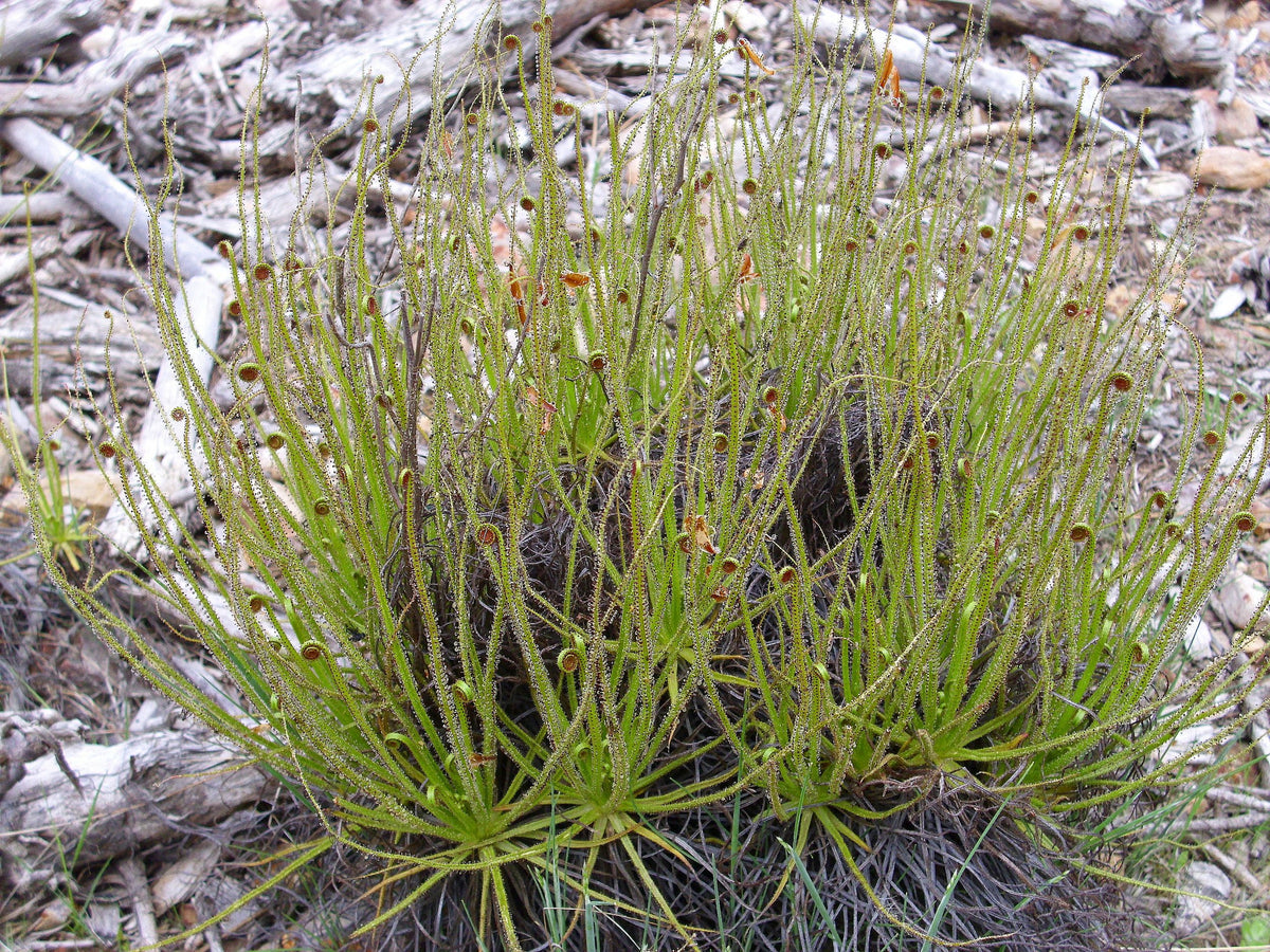 Drosophyllum Lusitanicum Carnivorous Samen – Traditionssorte ohne Gentechnik leuchtend Blüten Garten Aussaat