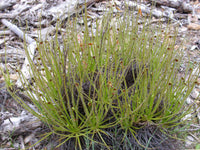 Drosophyllum Lusitanicum Carnivorous Samen – Traditionssorte ohne Gentechnik leuchtend Blüten Garten Aussaat