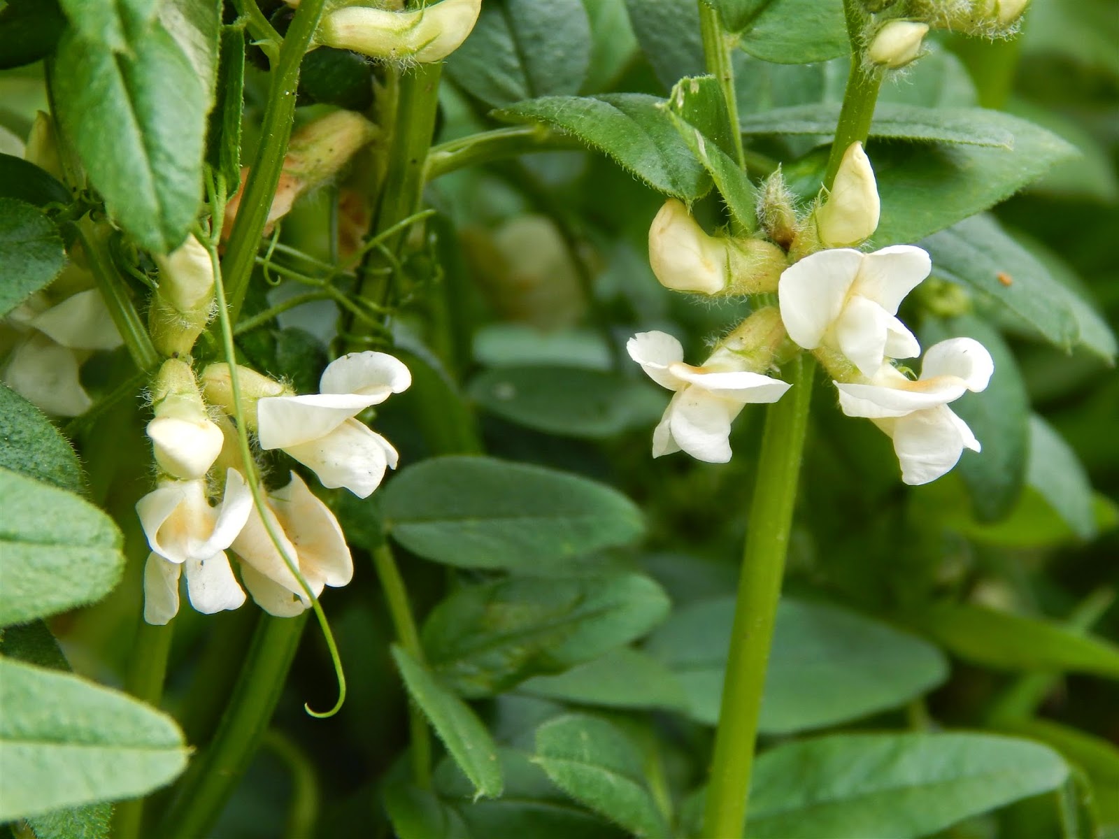 Drought-tolerant astragalus perennials
