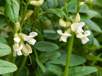 Drought-tolerant astragalus perennials

