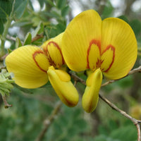 Drought-tolerant bladder senna garten
