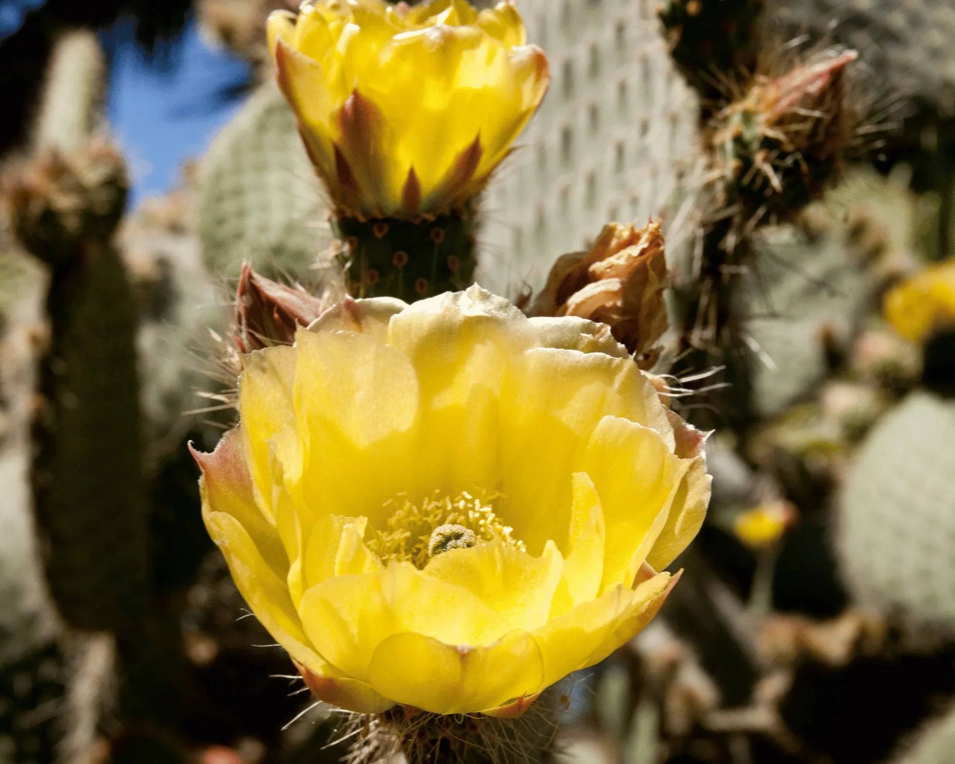 Drought-tolerant opuntia succulent samen