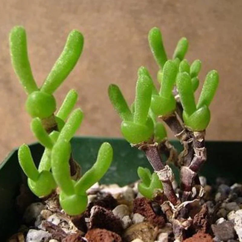 Drought-tolerant grün stone pflanzen
