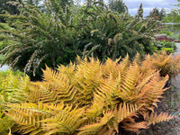 Dryopteris Erythrosora Blumensamen zur Aussaat hochwertige Qualitäts- Traditionssorte & ohne Gentechnik Samen Hausgarten