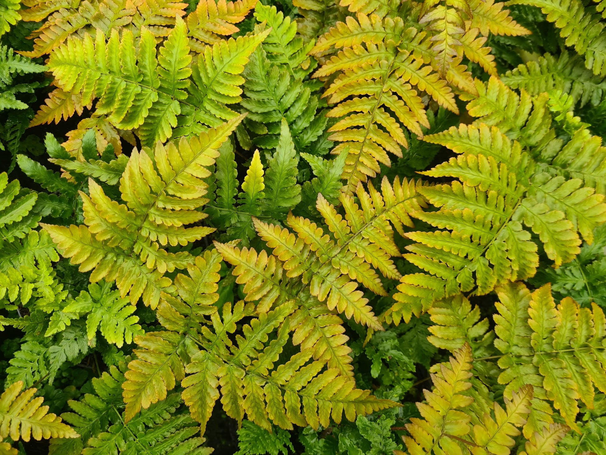 Dryopteris Erythrosora Blumensamen zur Aussaat hochwertige Qualitäts- Traditionssorte & ohne Gentechnik Samen Hausgarten