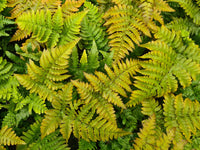 Dryopteris Erythrosora Blumensamen zur Aussaat hochwertige Qualitäts- Traditionssorte & ohne Gentechnik Samen Hausgarten