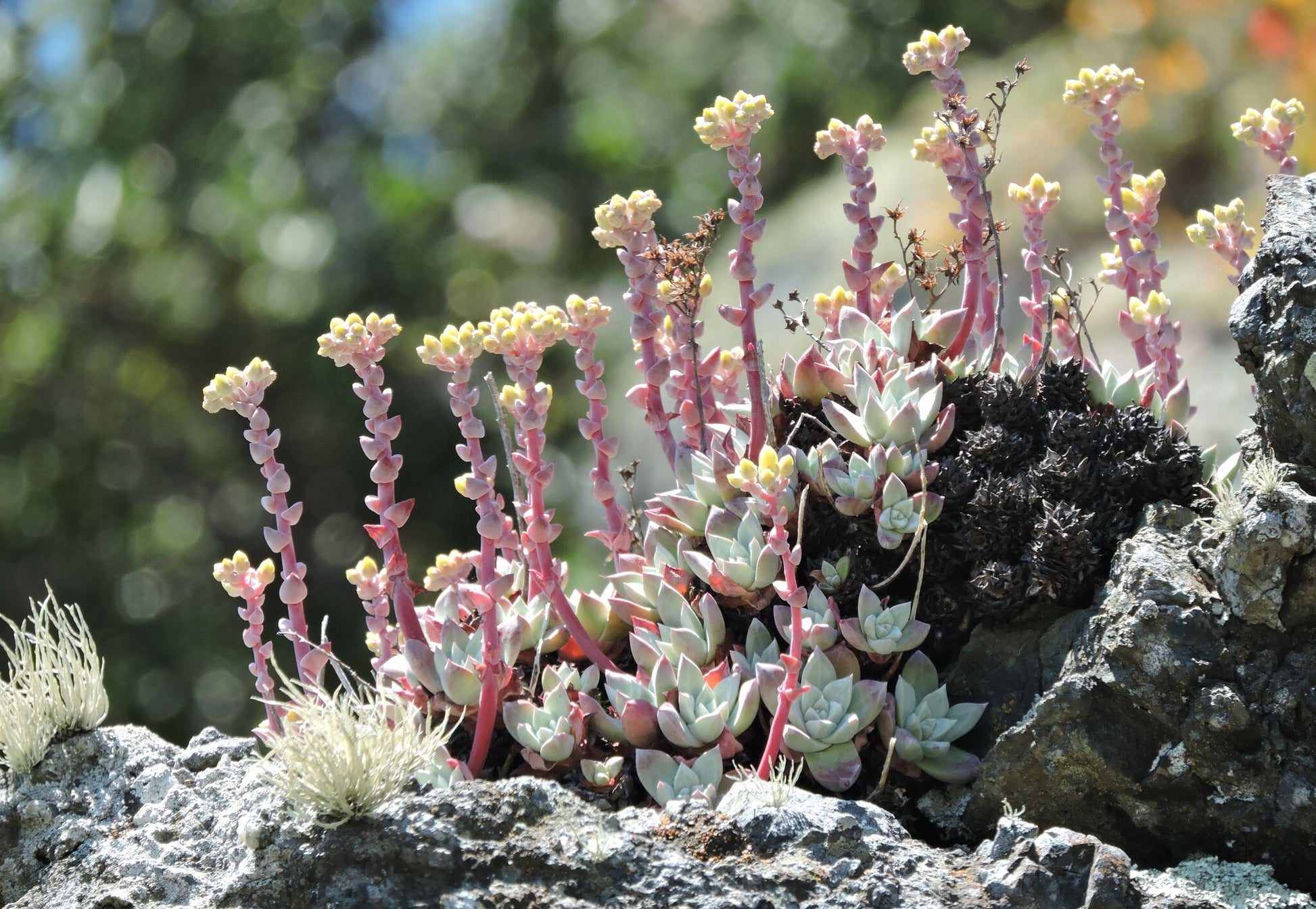 Dudleya Blumensamen zur Aussaat – einzigartig Succulent Garten Samen