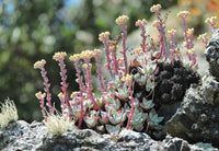 Dudleya Blumensamen zur Aussaat – einzigartig Succulent Garten Samen