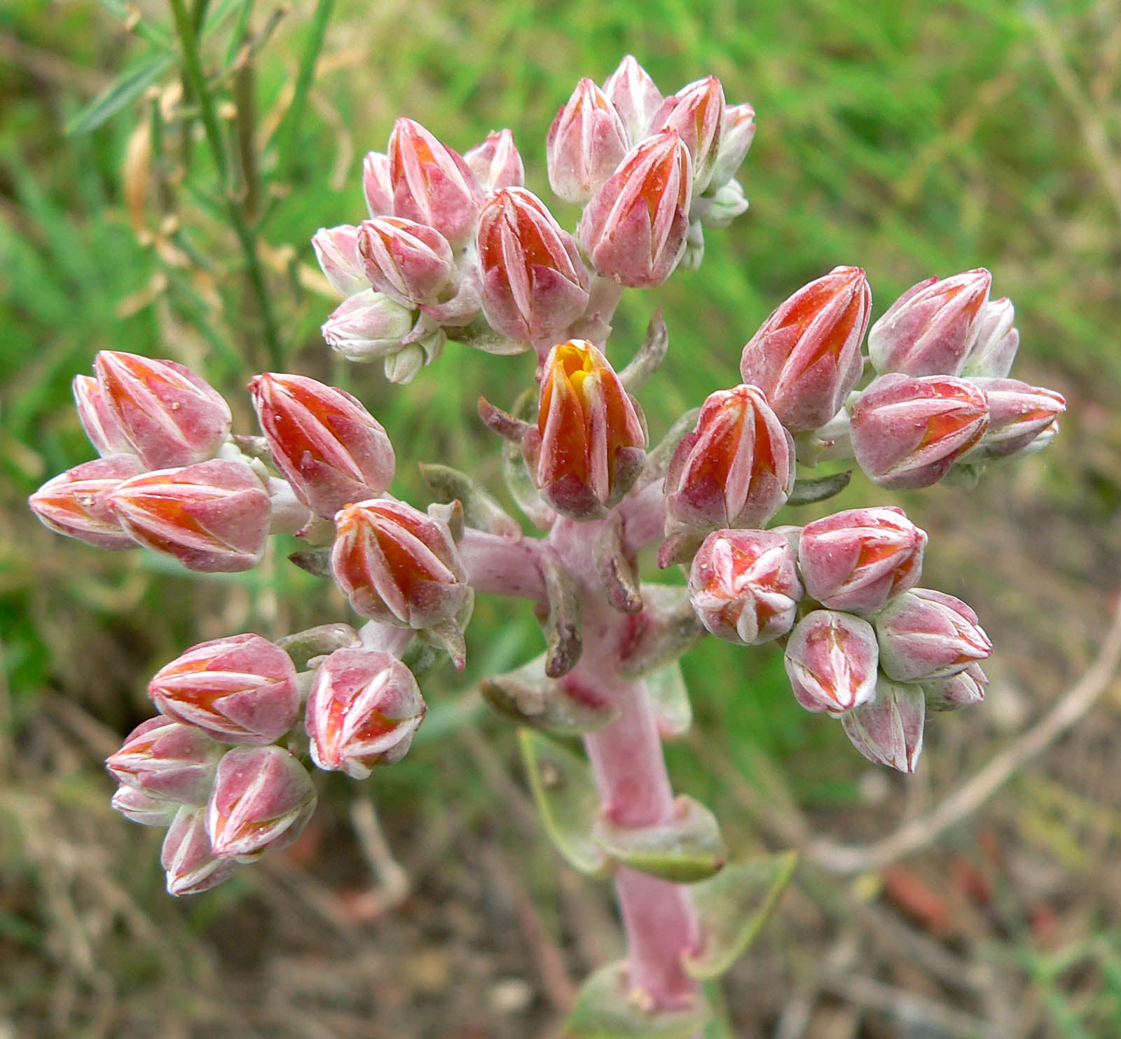 Dudleya Blumensamen zur Aussaat – einzigartig Succulent Garten Samen