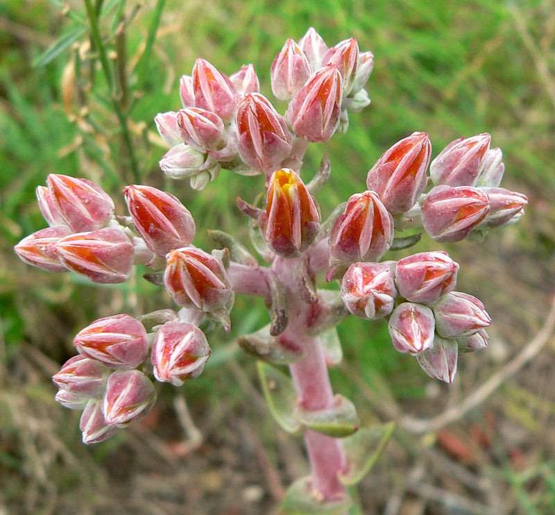 Dudleya Blumensamen zur Aussaat – einzigartig Succulent Garten Samen