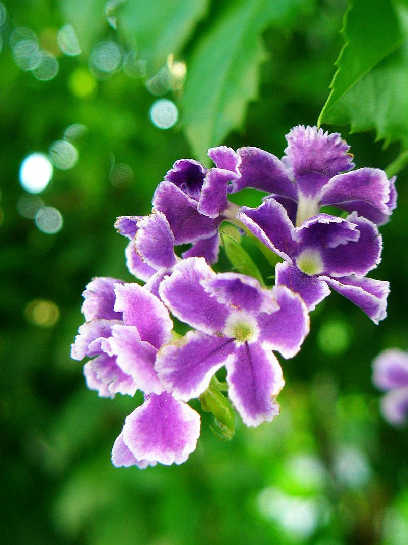 Duranta Repens Blumensamen zur Aussaat lang Blüte Saison Traditionssorte & ohne Gentechnik Samen Hausgarten