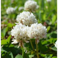 Dutch clover samen for anpflanzung