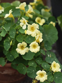 Creme Kapuzinerkresse Blumensamen zur Aussaat Wildblume Mischung Traditionssorte & ohne Gentechnik Samen Hausgarten