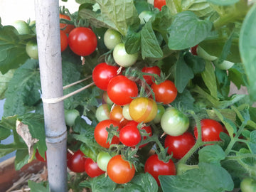 Birdie Rouge Tomate Samen zum Pflanzen  High-Quality Traditionell Tomate Samen