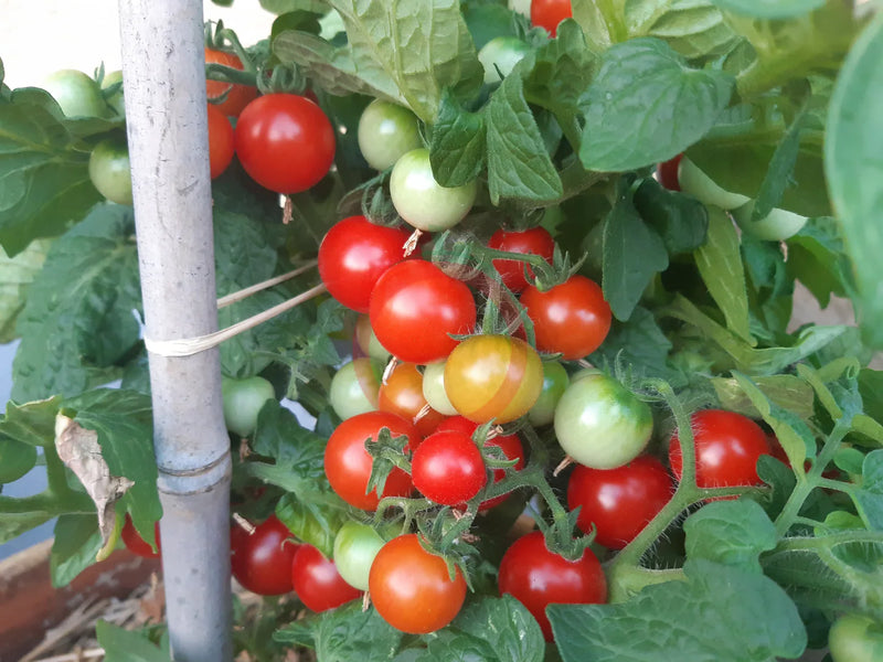 Birdie Rouge Tomate Samen zum Pflanzen  High-Quality Traditionell Tomate Samen