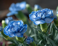 Nelke Caryophyllus Samen – dunkel Blau Blumensamen zur Aussaat
