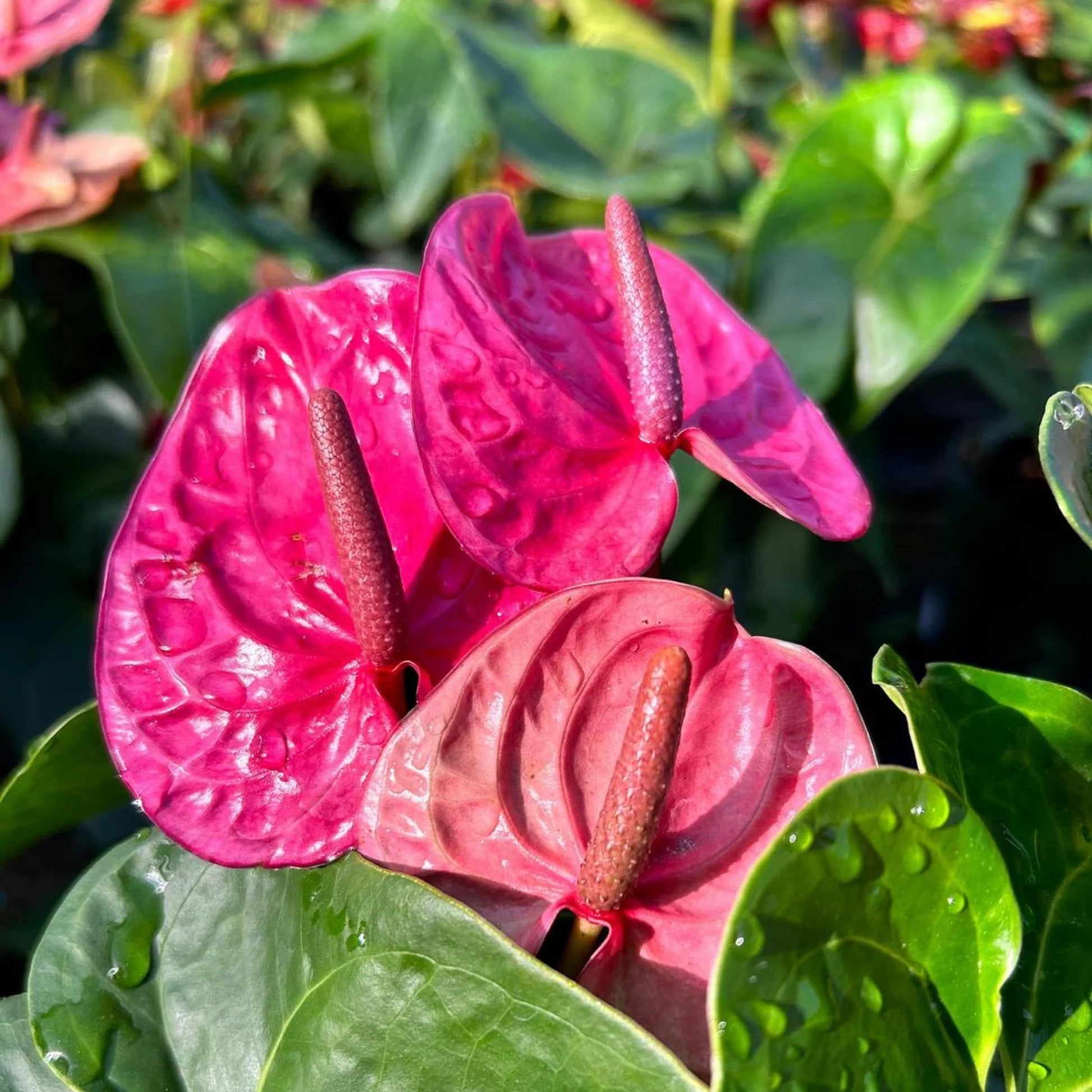 Violett Flamingoblume Andraeanum Blumensamen zur Aussaat – hochwertige Qualitäts- – Traditionssorte & ohne Gentechnik Samen Hausgarten
