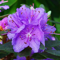 Violett Rhododendron Blumensamen – hochwertige Qualitäts- Traditionssorte & ohne Gentechnik Samen Hausgarten