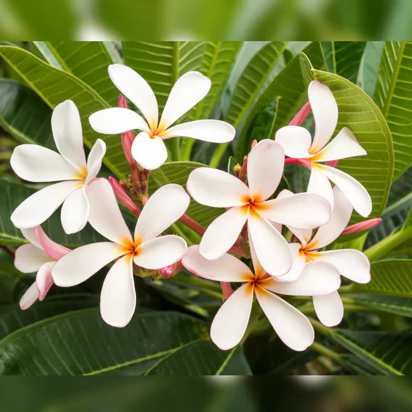 Champa Blumensamen zur Aussaat Drought verträglich Traditionssorte & ohne Gentechnik Samen Hausgarten