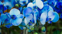 Sky blau orchid blume samen for easy anpflanzung
