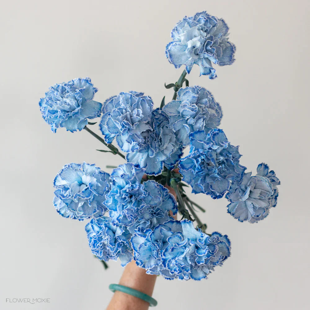 Weiß (weiß blau) samen for anpflanzung in home garten