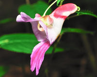 Impatiens Psittacina Blumensamen zur Aussaat robust Sorte Traditionssorte & ohne Gentechnik Samen Hausgarten