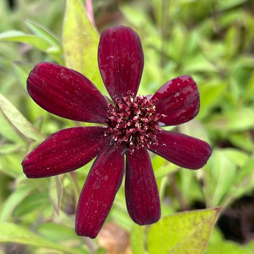 Traditionssorte Cosmos Peppermint Twist Blumensamen zur Aussaat hochwertige Qualitäts- Traditionssorte & ohne Gentechnik Samen Hausgarten