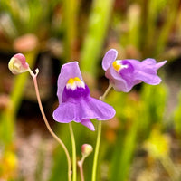 Rosa Utricularia Blumensamen zur Aussaat robust Sorte Traditionssorte & ohne Gentechnik Samen Hausgarten