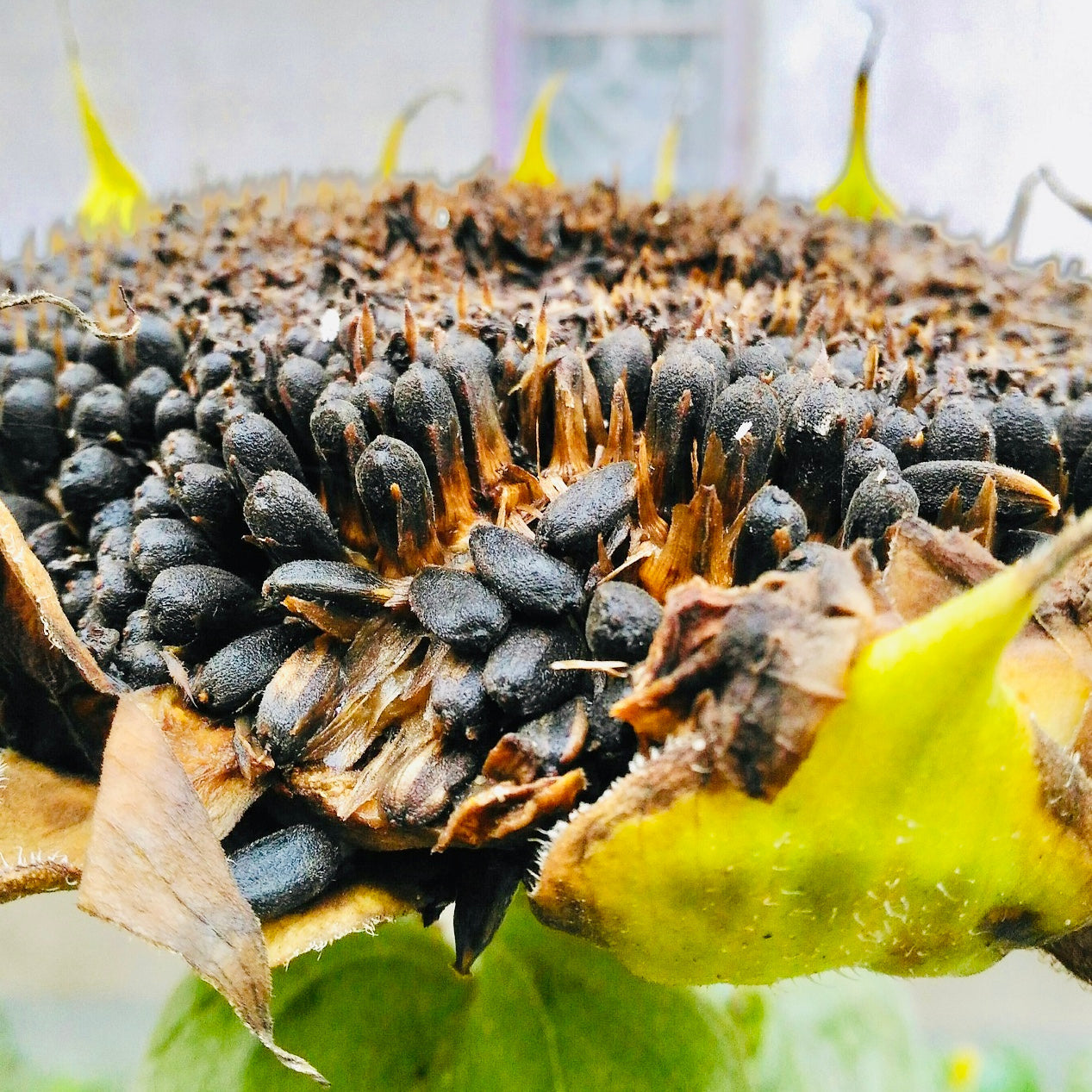 Sonnenblume Helianthus annuus Samen zur Aussaat Garten