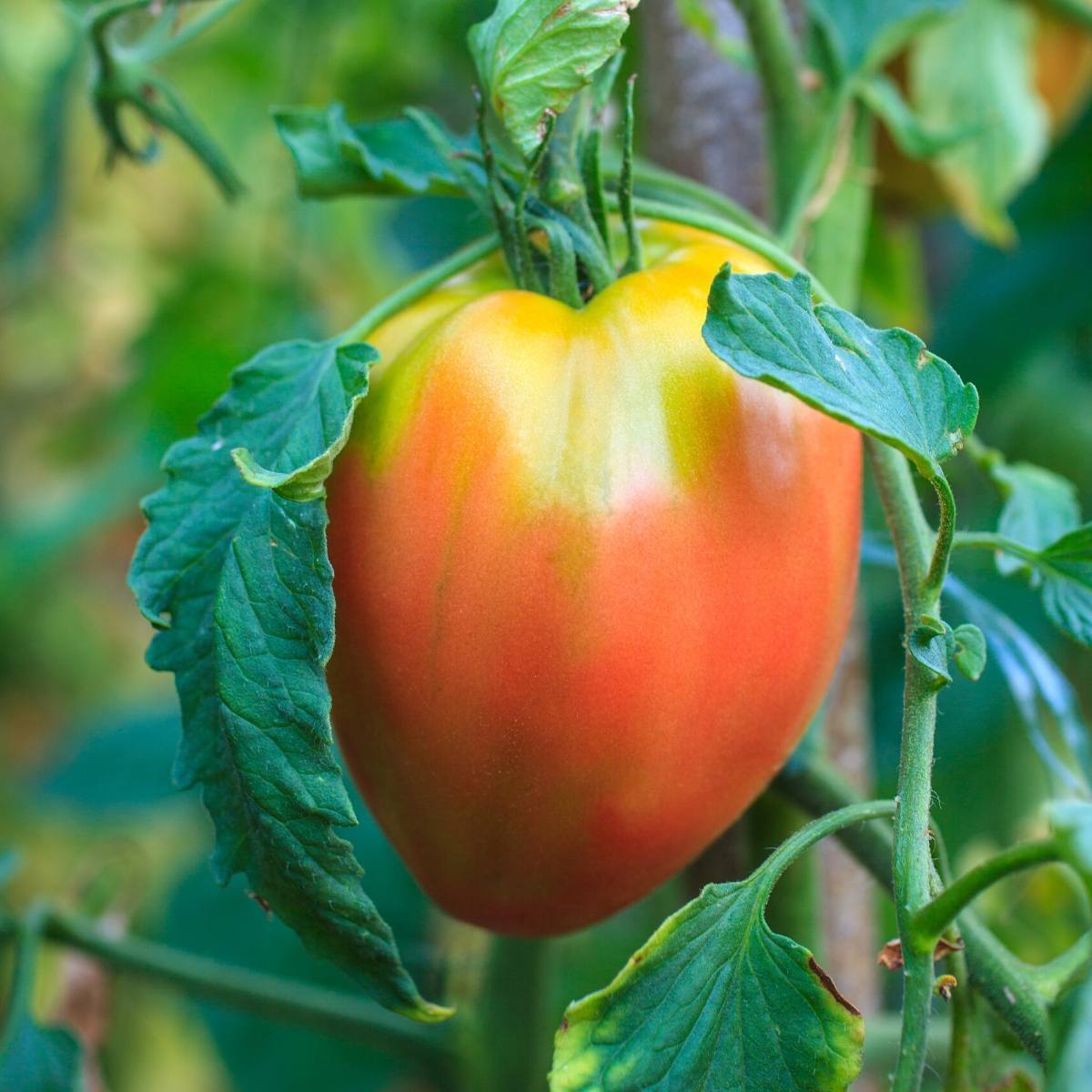 Oxheart Tomate Samen zum Pflanzen Solanum lycopersicum for vegetable patches and home gardens