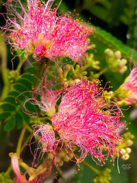 Rosa Mimosa Blumensamen zur Aussaat – Garten beliebt – Traditionssorte & ohne Gentechnik Samen Hausgarten