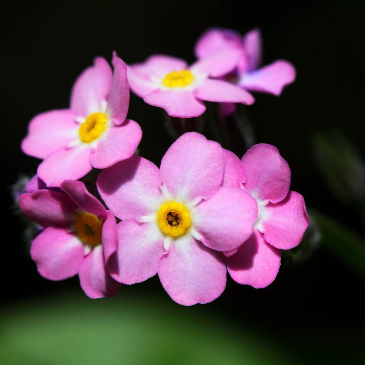 Myosotis Blumensamen zur Aussaat – lang Blüte Saison – Traditionssorte & ohne Gentechnik Samen Hausgarten
