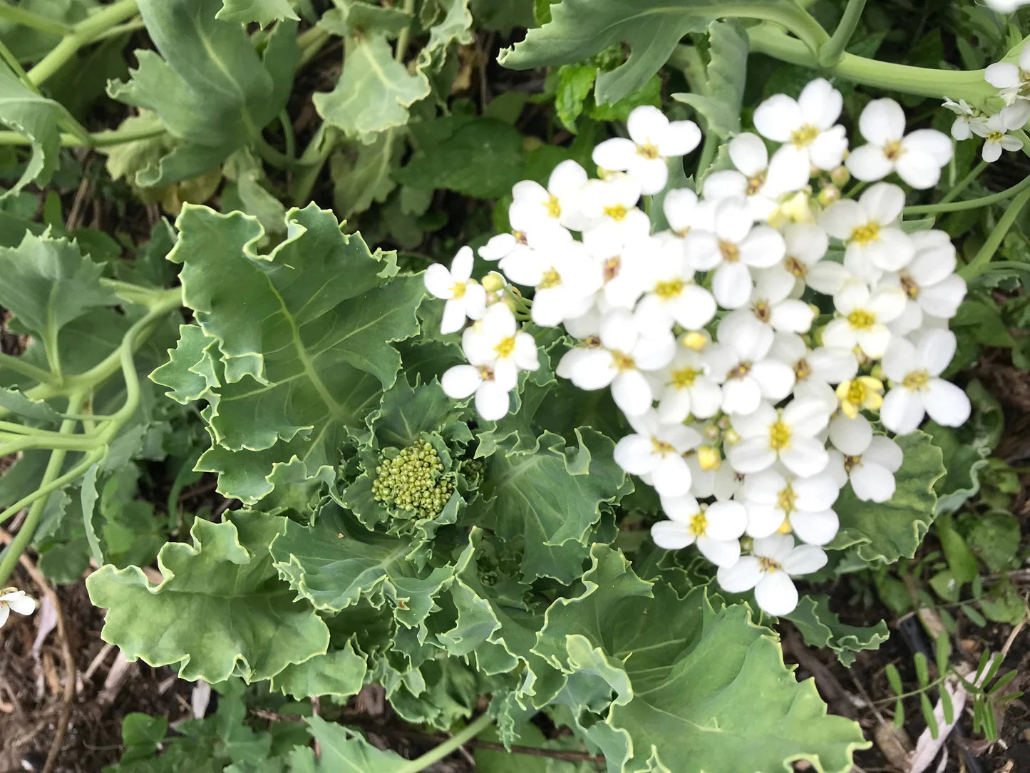 Seakale Blumensamen zur Aussaat – pflegeleicht – Traditionssorte & ohne Gentechnik Samen Hausgarten