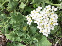 Seakale Blumensamen zur Aussaat – pflegeleicht – Traditionssorte & ohne Gentechnik Samen Hausgarten