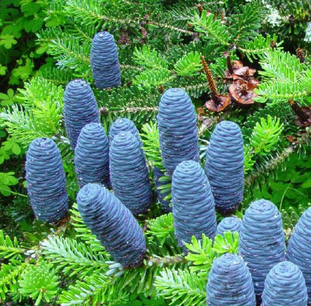 Lila Abies Blumensamen zur Aussaat – kompakt Wuchs – Traditionssorte & ohne Gentechnik Samen Hausgarten