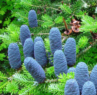 Lila Abies Blumensamen zur Aussaat – kompakt Wuchs – Traditionssorte & ohne Gentechnik Samen Hausgarten
