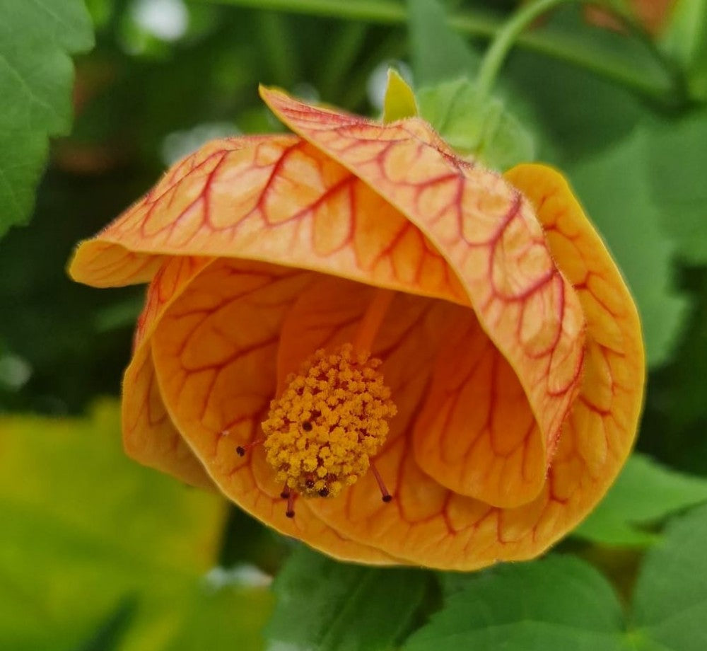 Gelb Rot Abutilon Striatum Blumensamen Garten Aussaat
