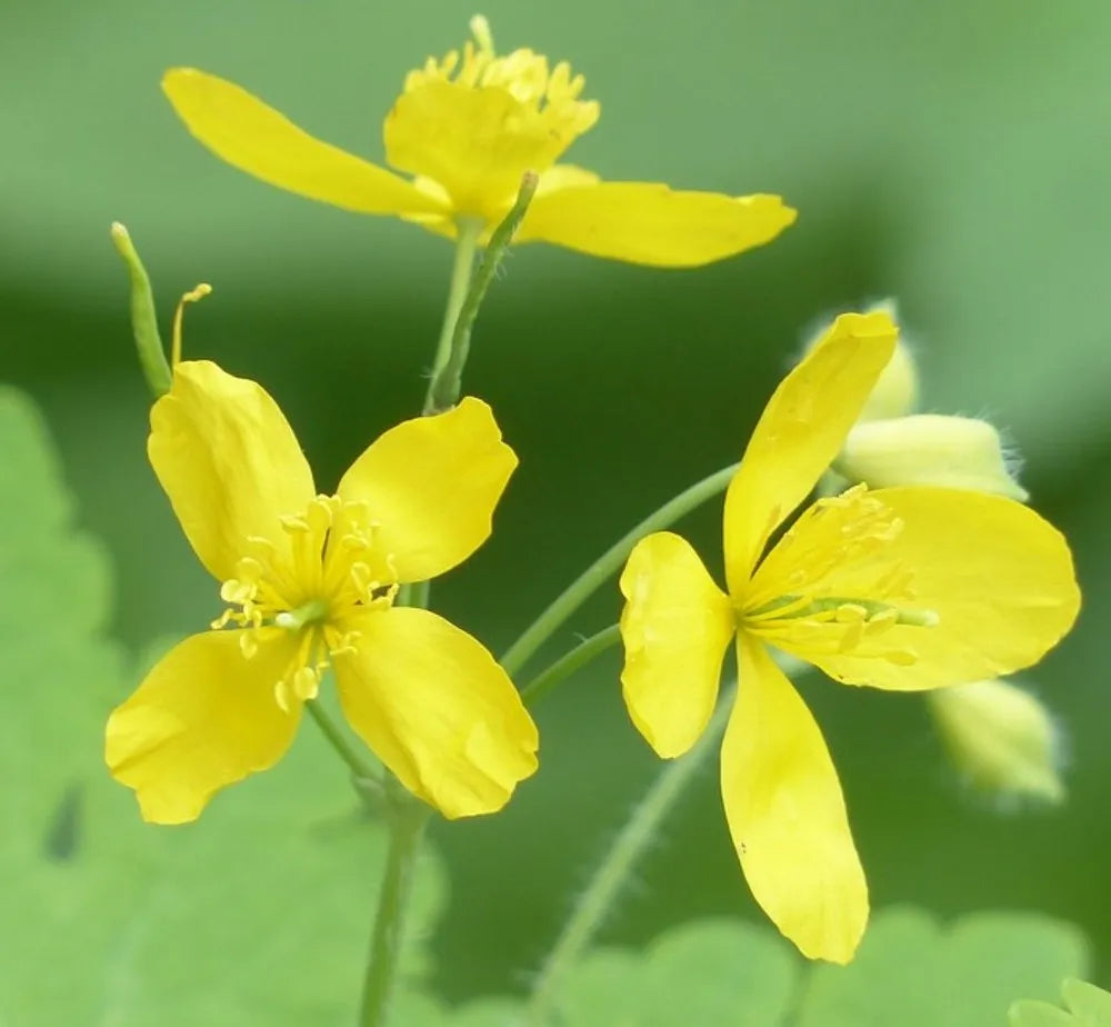 Gelb Tetterwort Blumensamen zur Aussaat Wildblume Mischung Traditionssorte & ohne Gentechnik Samen Hausgarten