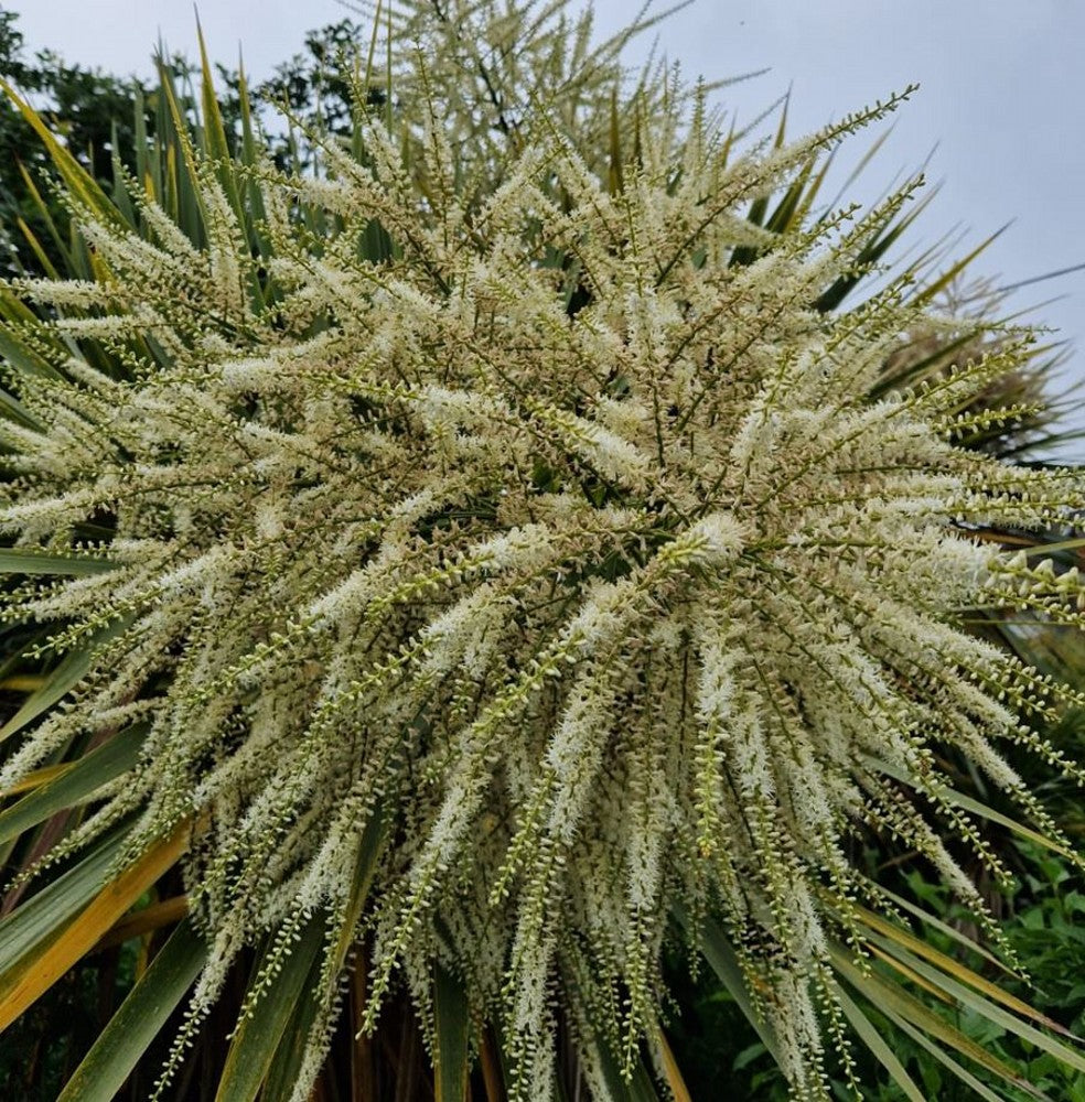 Cordyline Australis Blumensamen zur Aussaat duftend Blüten Traditionssorte & ohne Gentechnik Samen Hausgarten