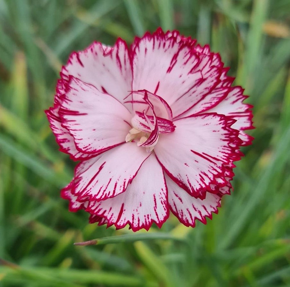 Rosa Weiß Nelke Blumensamen zur Aussaat – robust Sorte – Traditionssorte & ohne Gentechnik Samen Hausgarten