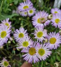 Violett Erigeron Blumensamen einfache Aussaat