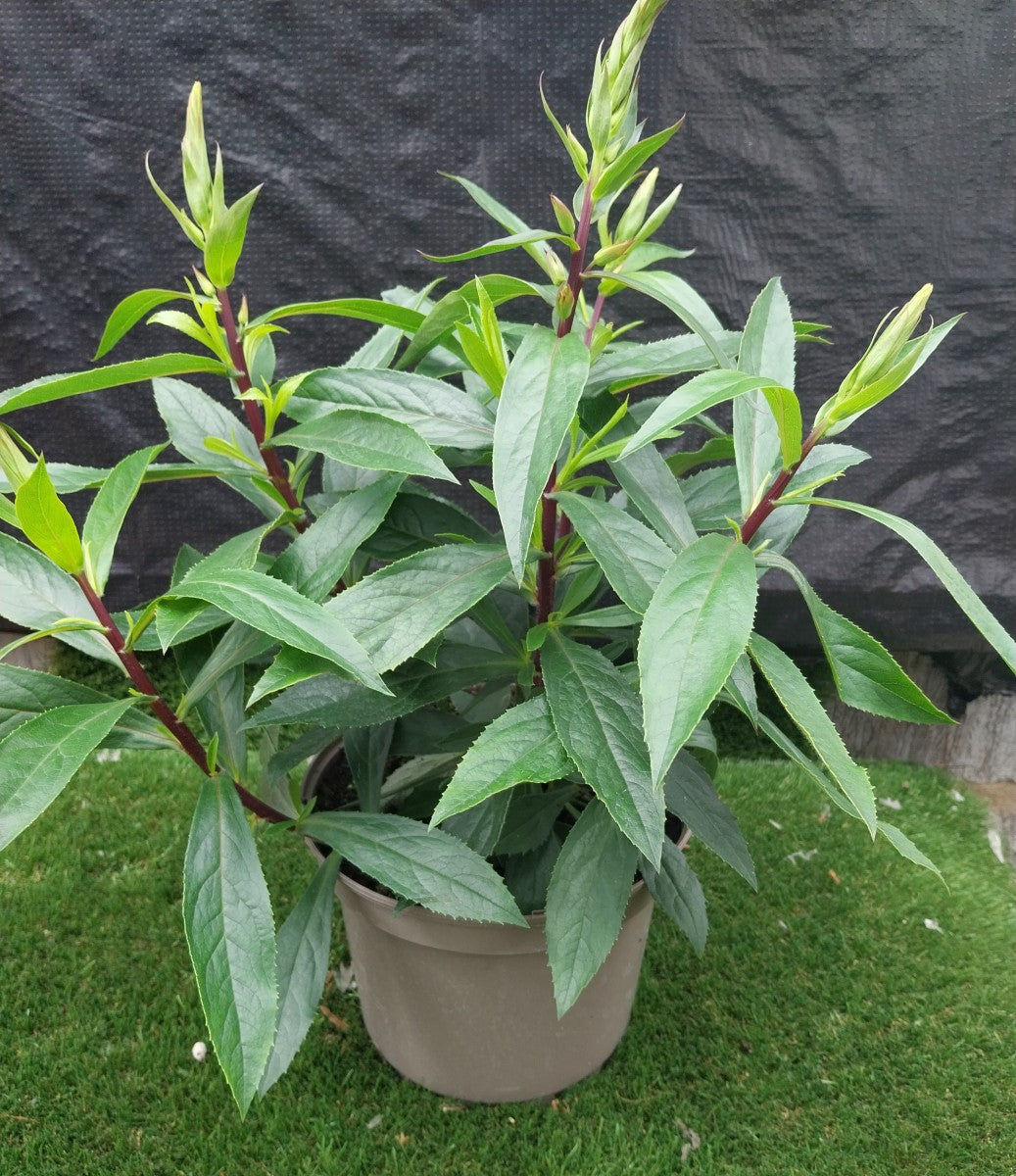 Isabelliana Blumensamen zur Aussaat farbenfroh Schau Traditionssorte & ohne Gentechnik Samen Hausgarten