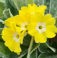 Gelb Primel Auricula Blumensamen zur Aussaat – Bestäuber freundlich – Traditionssorte & ohne Gentechnik Samen Hausgarten