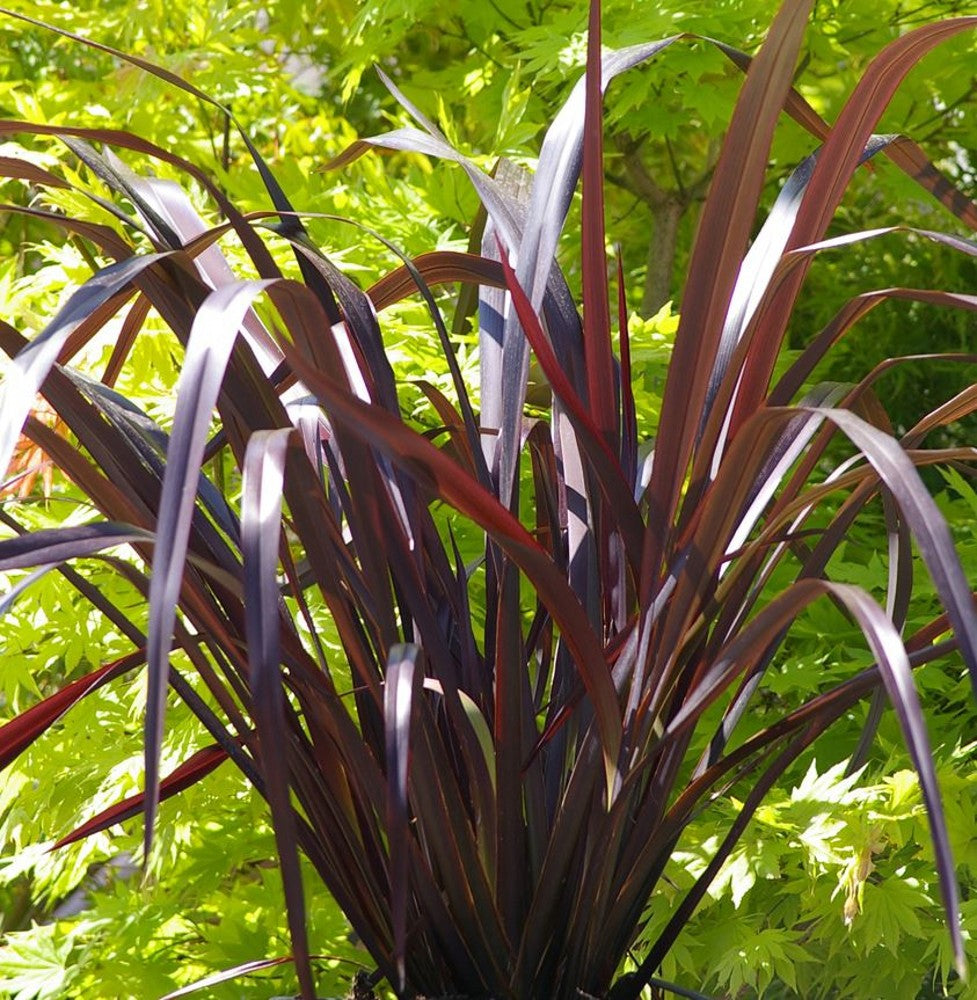 Rot Phormium Blumensamen zur Aussaat – hochwertige Qualitäts- – Traditionssorte & ohne Gentechnik Samen Hausgarten