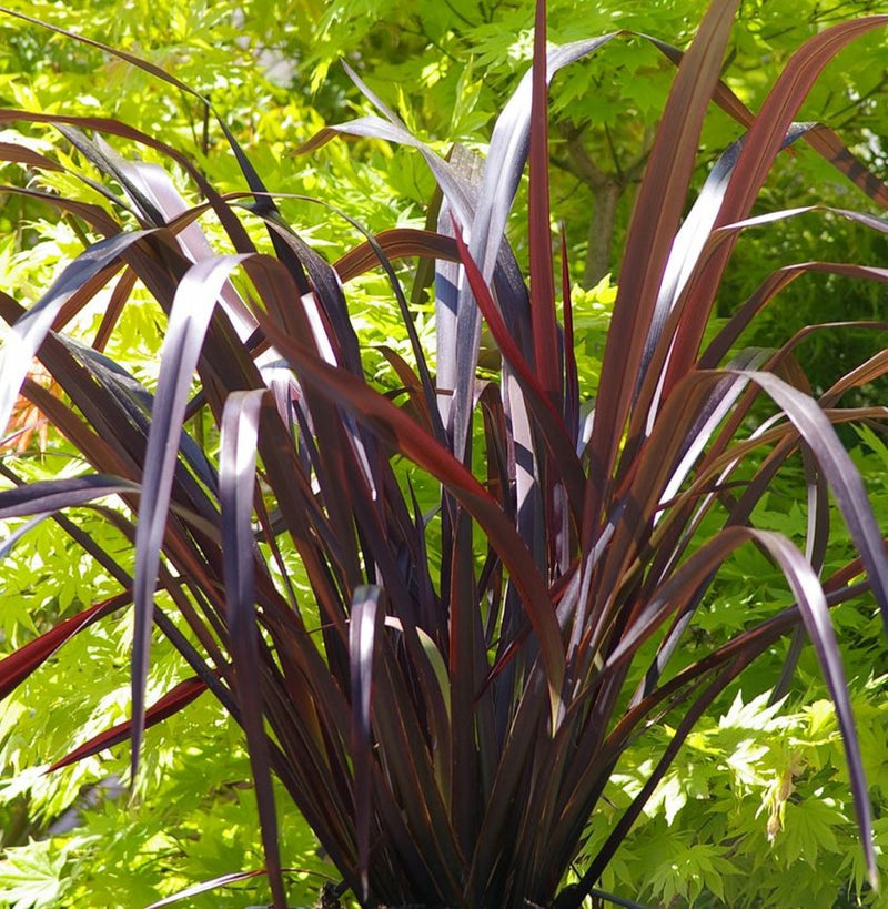 Rot Phormium Blumensamen zur Aussaat – hochwertige Qualitäts- – Traditionssorte & ohne Gentechnik Samen Hausgarten