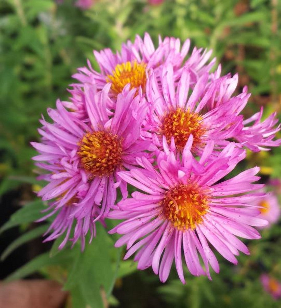 Lila Novae Angliae Blumensamen zur Aussaat Schnitt Blume beliebt Traditionssorte & ohne Gentechnik Samen Hausgarten