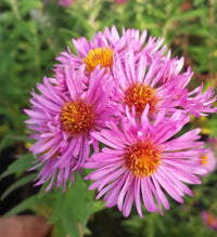 Lila Novae Angliae Blumensamen zur Aussaat Schnitt Blume beliebt Traditionssorte & ohne Gentechnik Samen Hausgarten
