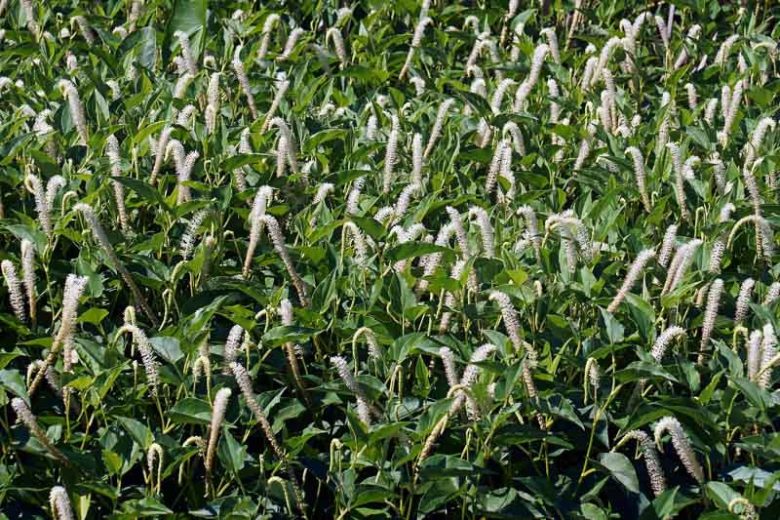 Lizard’s Tail (Saururus cernuus) Blumensamen – Traditionssorte ohne Gentechnik Sorte Hausgarten Aussaat