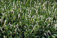 Lizard’s Tail (Saururus cernuus) Blumensamen – Traditionssorte ohne Gentechnik Sorte Hausgarten Aussaat
